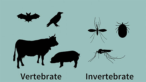 探究人畜共患病
