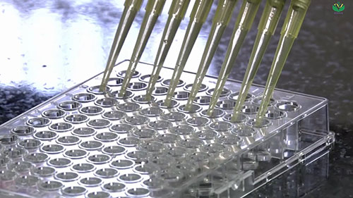 牛胸膜肺炎疫苗