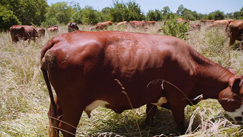 避免畜牛寄生虫——适应性放牧