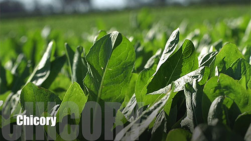 如何控制家畜寄生虫