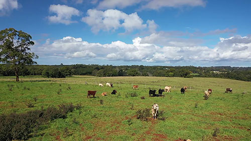 牛群的寄生虫管理