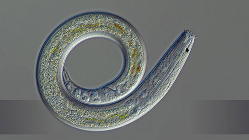 家畜寄生虫及治疗方案