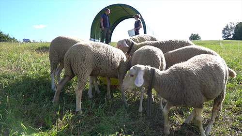 混合放牧控制牲畜寄生虫
