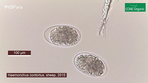 反刍动物寄生虫控制