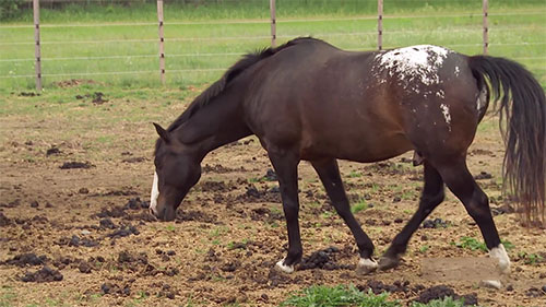 马的寄生虫问题