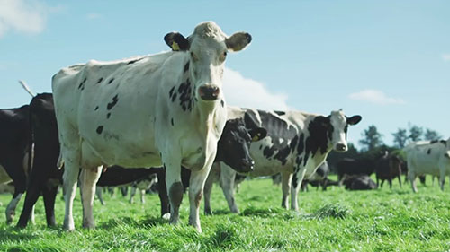 夏季奶牛的寄生虫控制