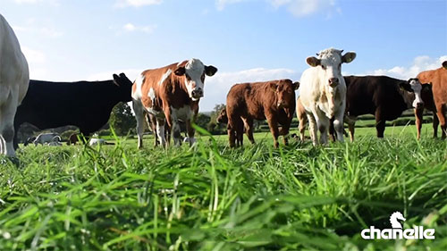 养牛场的寄生虫控制