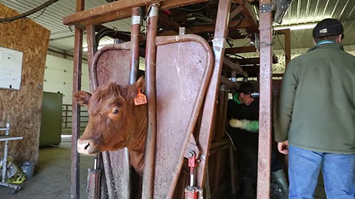 肉牛寄生虫管理