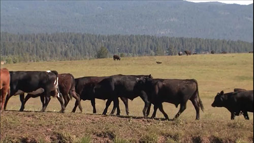 牲畜寄生虫控制