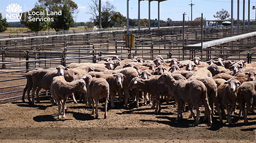 澳洲绵羊寄生虫治理