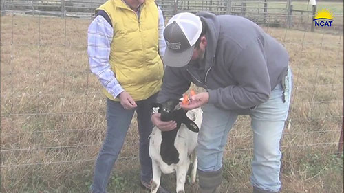 治疗羊群体内寄生虫