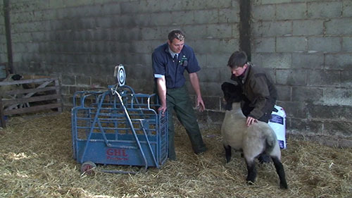 羊群寄生虫控制