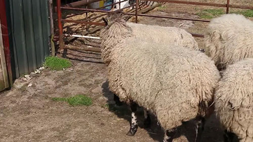 羊群驱虫和检疫