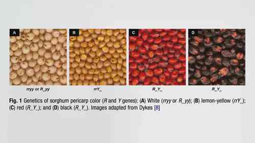 高粱是健康的谷物吗