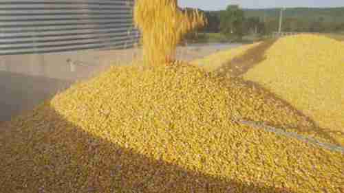 粮仓是如何防止粮食腐烂的