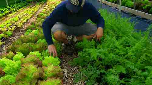 将农产品出售给餐厅