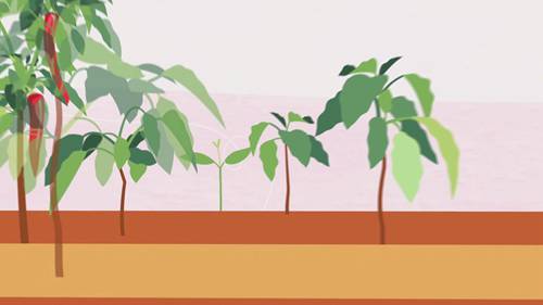 一家印度有机农产品公司