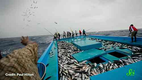 可持续渔业的未来