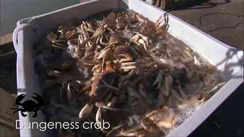 可持续渔业和经济学