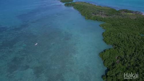 可持续的龙虾养殖