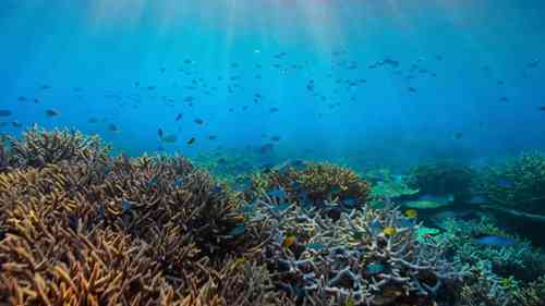 如何阻止过度捕捞