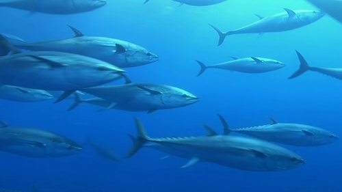 金枪鱼渔业失控了吗