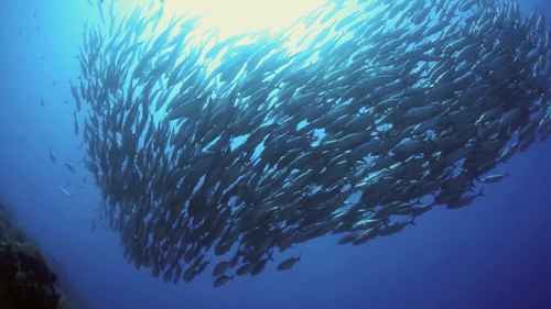 泰国渔业的数字可追溯性