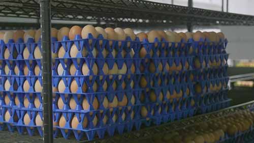 什么是“有机”鸡蛋