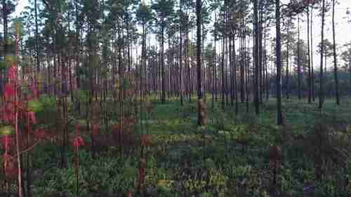 针叶林生物群落