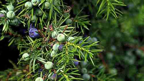 如何鉴别针叶类树木