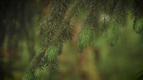 针叶树和落叶树的区别