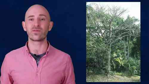 硬木和软木的区别