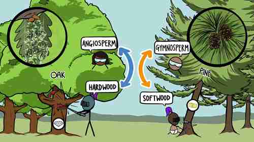 “硬木”是最柔软的木材
