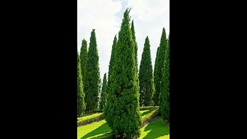 硬木和软木的区别