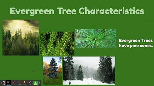 落叶乔木和常绿乔木