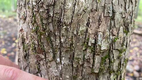 如何辨别落叶乔木