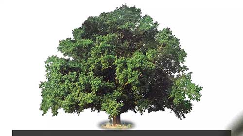 认识落叶树和常绿树