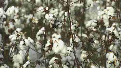 潮湿天气对棉花的影响