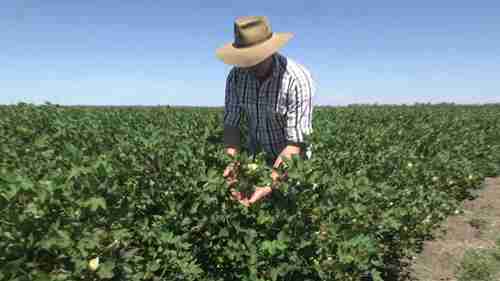 棉花生长和温度