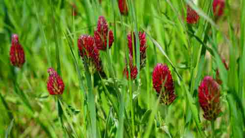 棉花田地覆盖物的使用