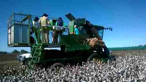 棉花的轮作种植