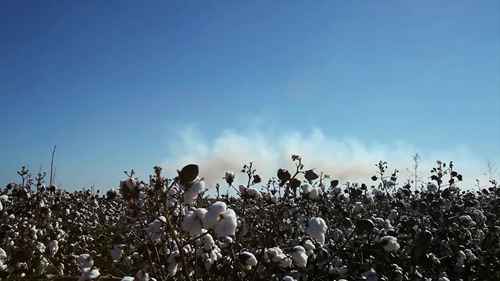 棉质T恤衫的制作 1