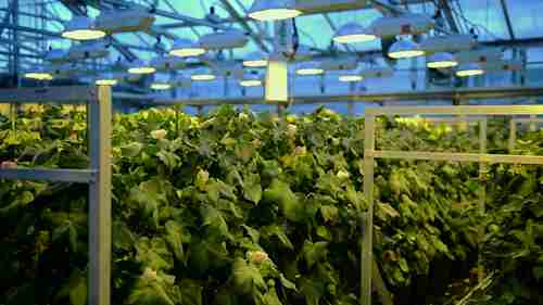 棉质T恤衫的制作 2 棉花