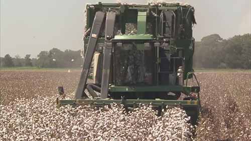 棉花种植和棉织物生产