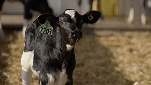 美国普瑞纳动物营养中心