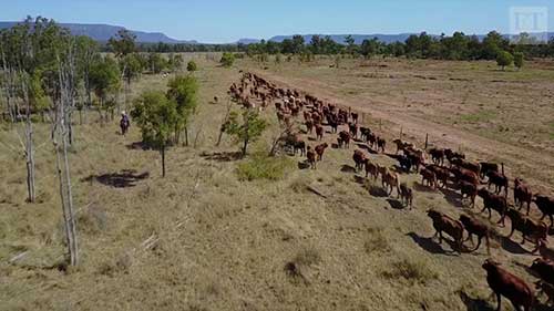 添加海藻的牲畜饲料