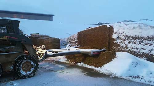 在冬季喂养奶牛