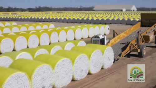 棉花：从农场到纺织厂