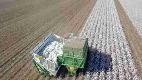 棉花收割和打包成卷