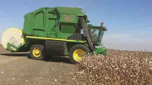 美国加州的棉花生产